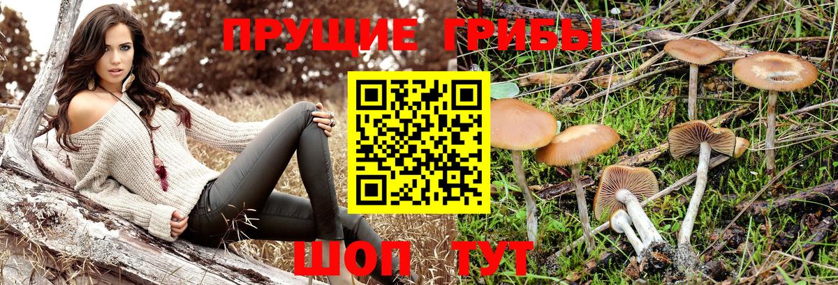 Гусев  что такое наркотик  Вход с VPN  Галлюциногенные грибы прущие грибы 